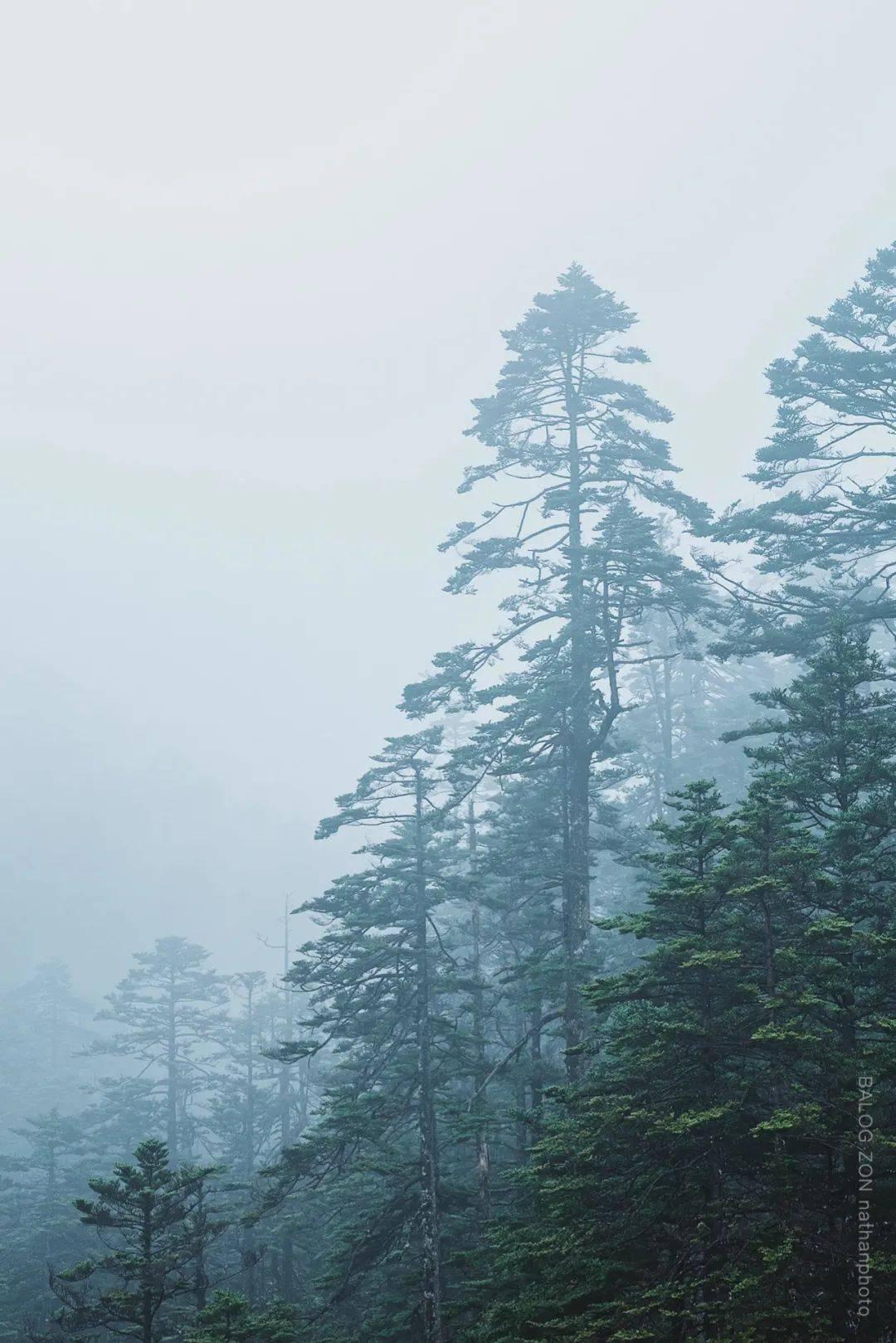 逃出林中村